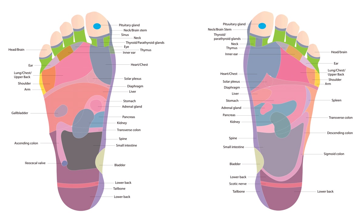 Foot Reflexology Chart / Diagram